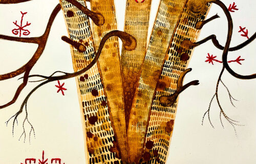 BETULA_SatuKalliokuusi2024-500px